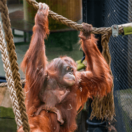 Få 10-20 % rabat på entrébilletter til Aalborg ZOO