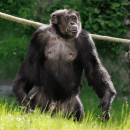 Få 13 % på entré og Zookort hos ZOO København