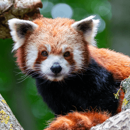 Få 10-15 % rabat på entrébilletter til Aalborg ZOO