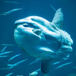 Få 10-15 % på entréen til Nordsøen Oceanarium